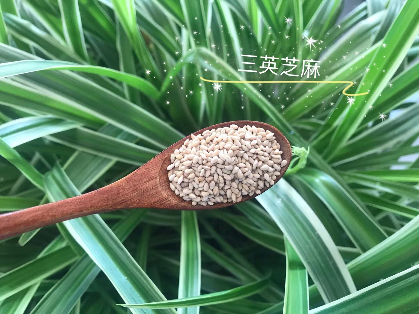 熟芝麻